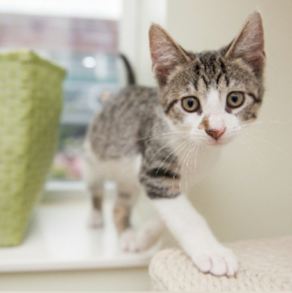 Meet your Posher, Hilbert